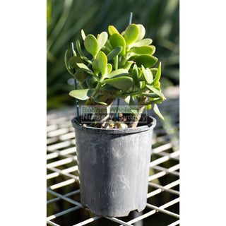 Crassula Ovata 140Mm Jade Plant Money Tree