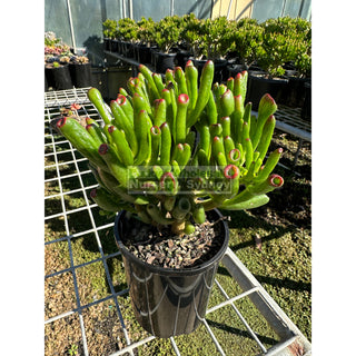 Crassula Ovata ’Gollum’ 140Mm