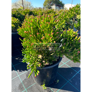 Crassula Ovata ’Gollum’ Large 250Mm Pot