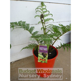 Cyathea Cooperi - Australian Tree Fern 200Mm Pots Gift Card