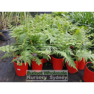 Cyathea Cooperi - Australian Tree Fern 200Mm Pots Gift Card