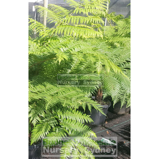 Cyathea Cooperii Lacy Tree Fern Large 300Mm Gift Card