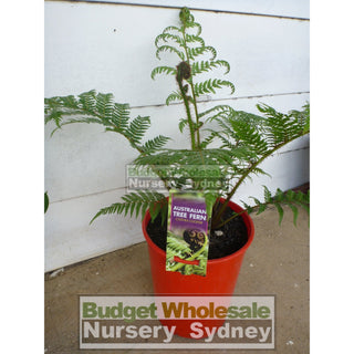 Cyathea Cooperii Lacy Tree Fern Large 300Mm Gift Card
