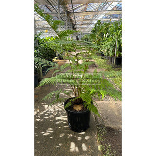 Cyathea Cooperii Lacy Tree Fern Large 300Mm Gift Card