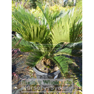 Cycas Revoluta 300Mm Pots Default Type