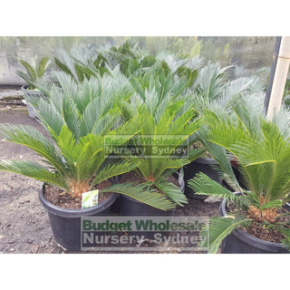Cycas Revoluta 300Mm Pots Default Type