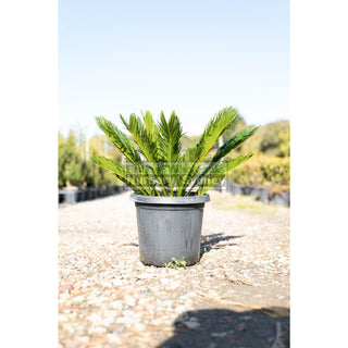 Cycas Revoluta 300Mm Pots Default Type