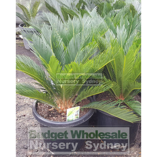 Cycas Revoluta 300Mm Pots Default Type