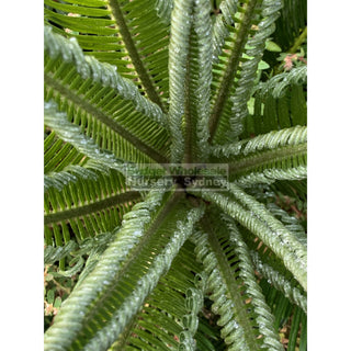 Cycas Revoluta 300Mm Pots Default Type
