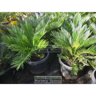 Cycas Revoluta 300Mm Pots Default Type