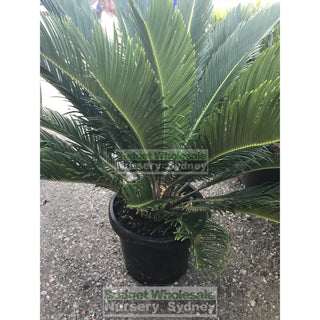 Cycas Revoluta 300Mm Pots Default Type