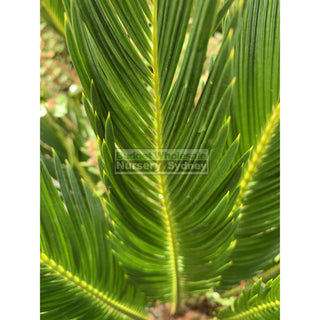 Cycas Revoluta 300Mm Pots Default Type