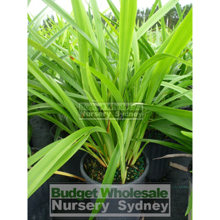 Blue Flax Lily Dianella Caerulea 140Mm Pot Plants