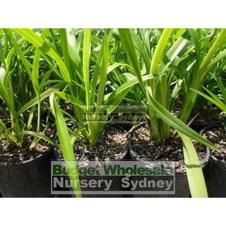 Blue Flax Lily Dianella Caerulea 140Mm Pot Plants