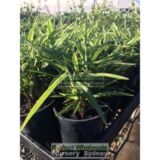 Dianella Little Jess (Flax Lily) 140Mm Pot Default Type