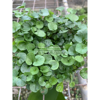 Dichondra Repens 140Mm Pot Plants