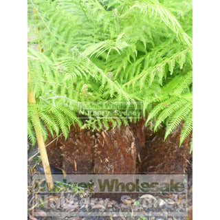 Dicksonia Antarctica Australian Soft Fern Tree 60Cm Trunks Default Type