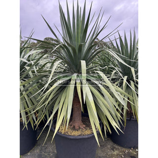 Dracaena draco Dragon Tree 110Lt pot Default type