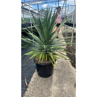 Dracaena Draco Dragon Tree 400Mm / 45L Pot Default Type