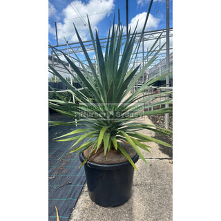 Dracaena Draco Dragon Tree 400Mm / 45L Pot Default Type