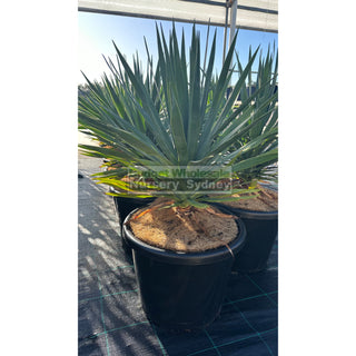Dracaena Draco Dragon Tree 400Mm / 45L Pot Default Type