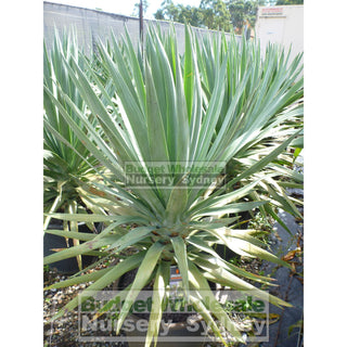 Dracaena Draco Dragon Tree 400Mm / 45L Pot Default Type