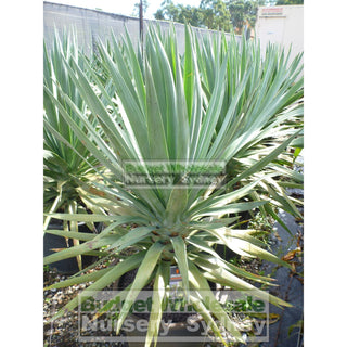 Dracaena Draco Dragon Tree 400Mm / 45L Pot Default Type