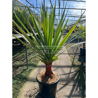 Dracaena Draco (Dragon Tree) Large 300Mm Default Type