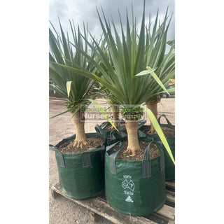 Dracaena Draco Dragon Tree Xxxl 100L Bag Default Type