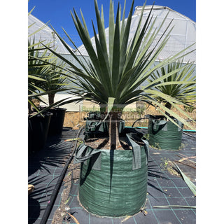 Dracaena Draco Dragon Tree Xxxl 100L Bag Default Type