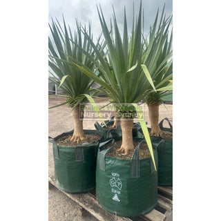 Dracaena Draco Dragon Tree Xxxl 100L Bag Default Type