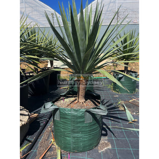 Dracaena Draco Dragon Tree Xxxl 100L Bag Default Type