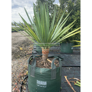 Dracaena Draco Dragon Tree Xxxl 100L Bag Default Type