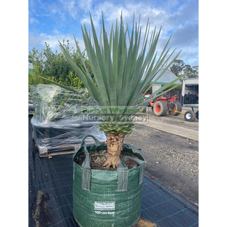 Dracaena Draco Dragon Tree Xxxl 100L Bag Default Type