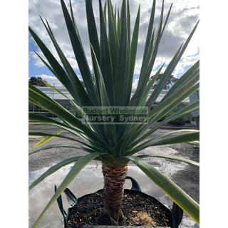 Dracaena Draco Dragon Tree Xxxl 100L Bag Default Type