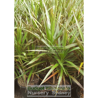 Dracaena Marginata Black Knight Multi 300Mm Default Type