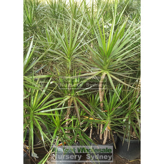 Dracaena Marginata Black Knight Multi 300Mm Default Type