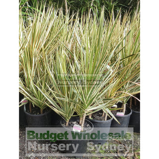 Dracaena Tricolour (Rainbow Tree) 200Mm Default Type