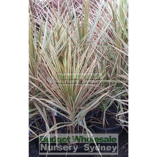 Dracaena Tricolour (Rainbow Tree) 200Mm Default Type