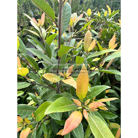 Elaeocarpus Reticulatus 300Mm Pot / 25Lt Or Blueberry Ash Tree Plants