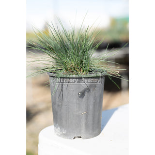 Festuca Glauca 140Mm Commonly Known As Blue Fescue Plants