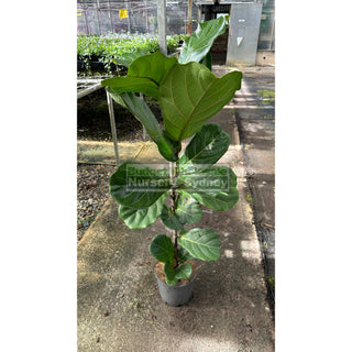 Fiddle Leaf Fig 200Mm Pot Ficus Lyrata Default Type