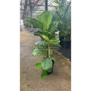 Fiddle Leaf Fig 200Mm Pot Ficus Lyrata Default Type