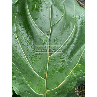 Fiddle Leaf Fig 200Mm Pot Ficus Lyrata Default Type