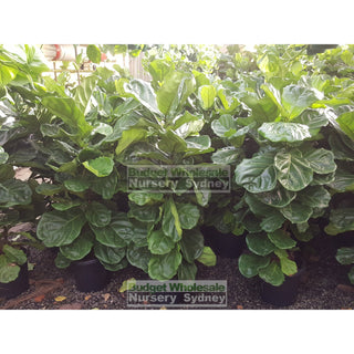 Fiddle Leaf Fig Large 300Mm Pot Ficus Lyrata Default Type