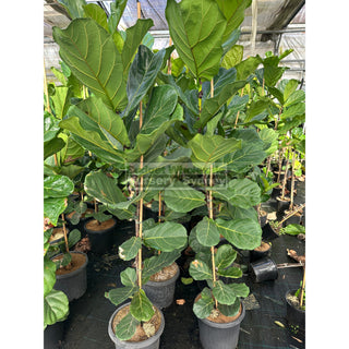Fiddle Leaf Fig Large 300Mm Pot Ficus Lyrata Default Type