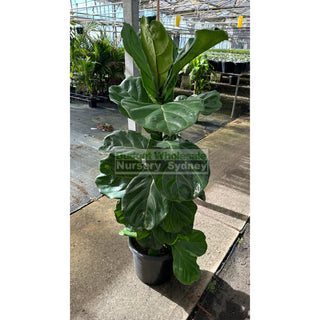 Fiddle Leaf Fig Large 300Mm Pot Ficus Lyrata Default Type