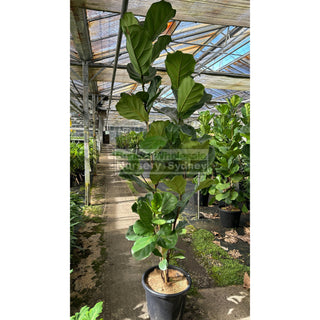 Fiddle Leaf Fig Xlarge 400Mm Pot Ficus Lyrata Default Type
