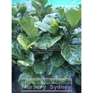 Fiddle Leaf Fig Large 300Mm Pot Ficus Lyrata Default Type