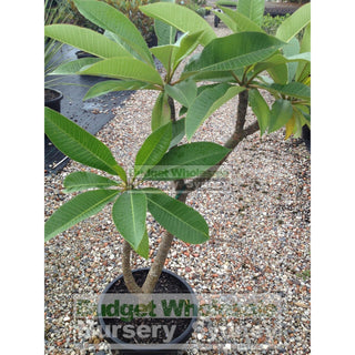 Frangipani 300Mm Pot Plumeria Plants